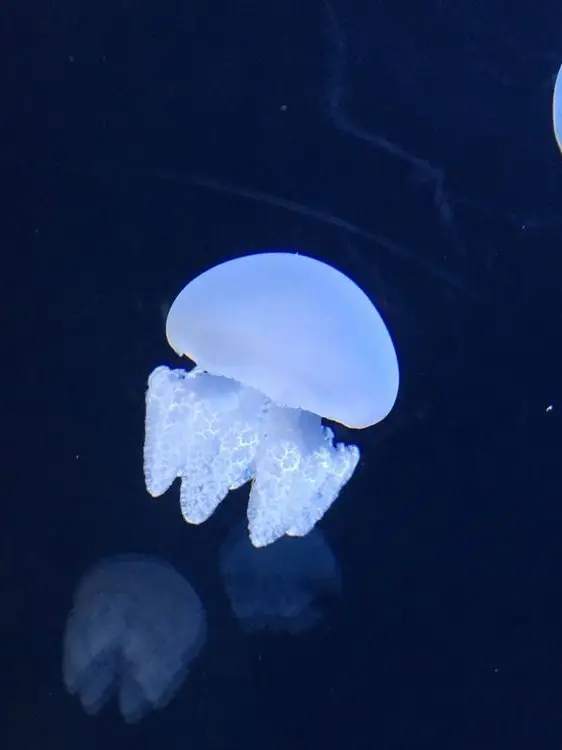 liberalism의 권인영