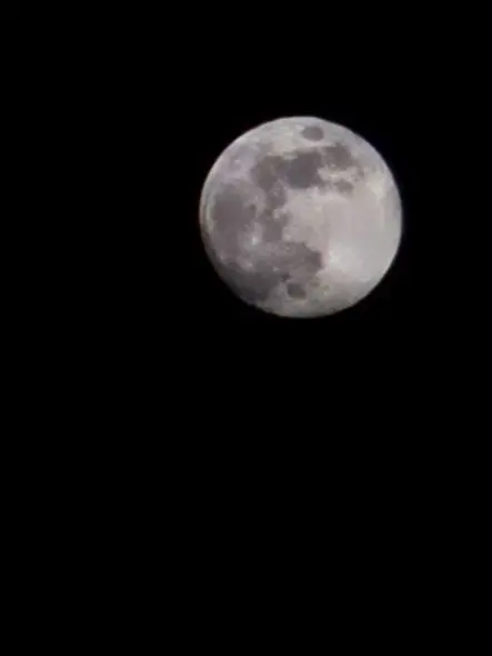 NimbleCold3867의 포세이큰 수인 학교!!!