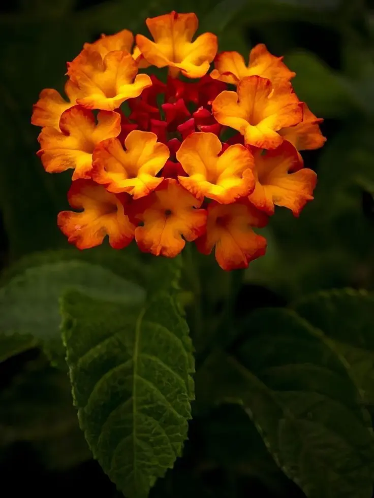 Hank3532의 파이브