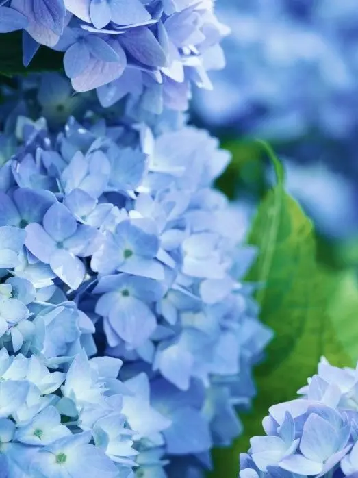 OI-.LI.의 @뜰팁+수인+중세시대+여우@