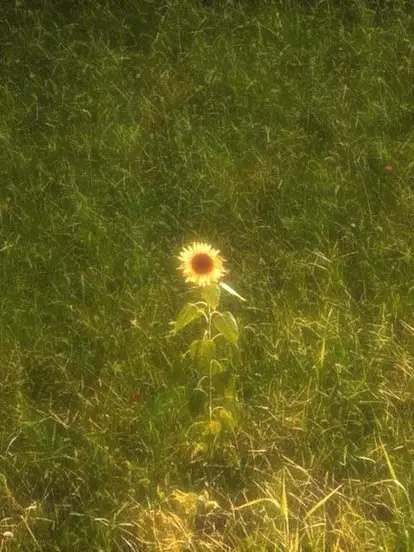 gugupotato의 Sunsets and Sunflowers