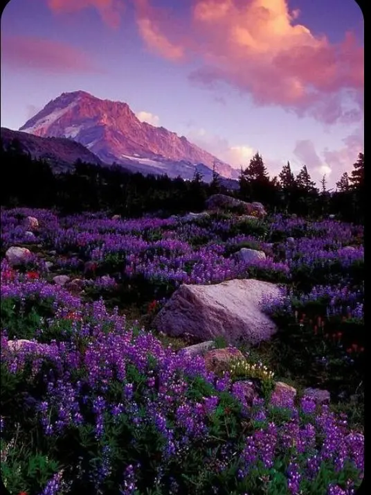 kach2008의 여러 종족이 사는 대륙 갤리아 스톤