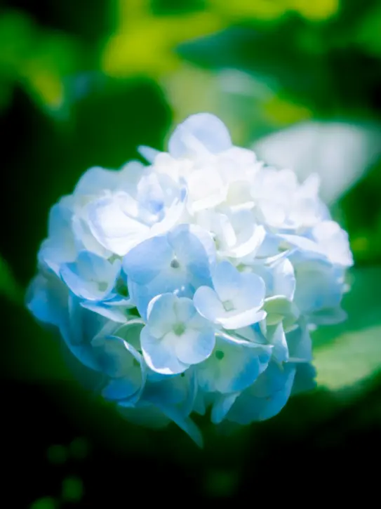 haizhe의 冷淡