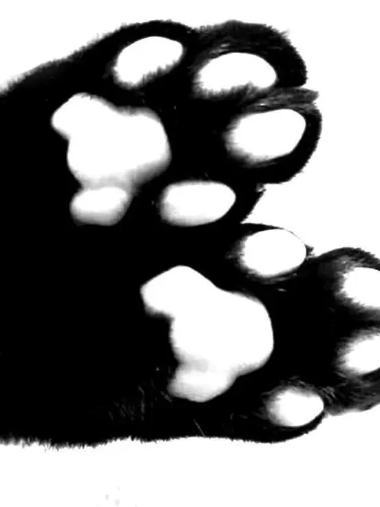 kko1221의 Meow