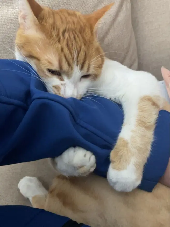Official_kkimin_again의 "Cat daddy"