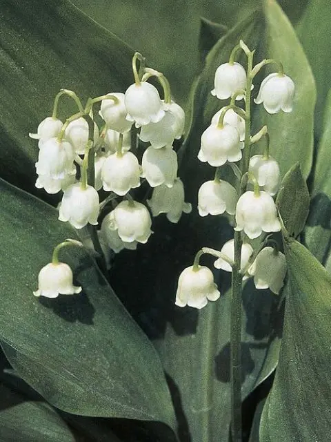 LavishCharm0904의 이웃집좀비,그리고..그 뒷이야기.