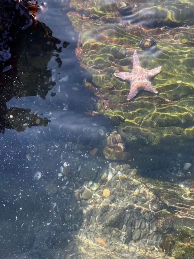 Best_salada의 인어와 인어 사냥꾼