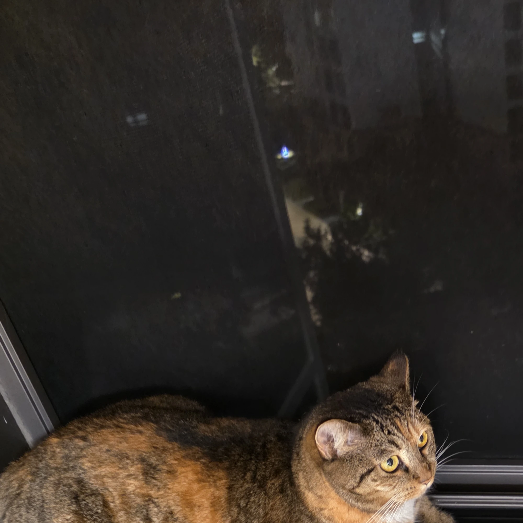 고고프렌즈와 간지럼 참기?