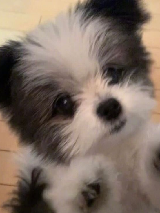 「강아지인 줄 알았는데🐶」 대표 이미지