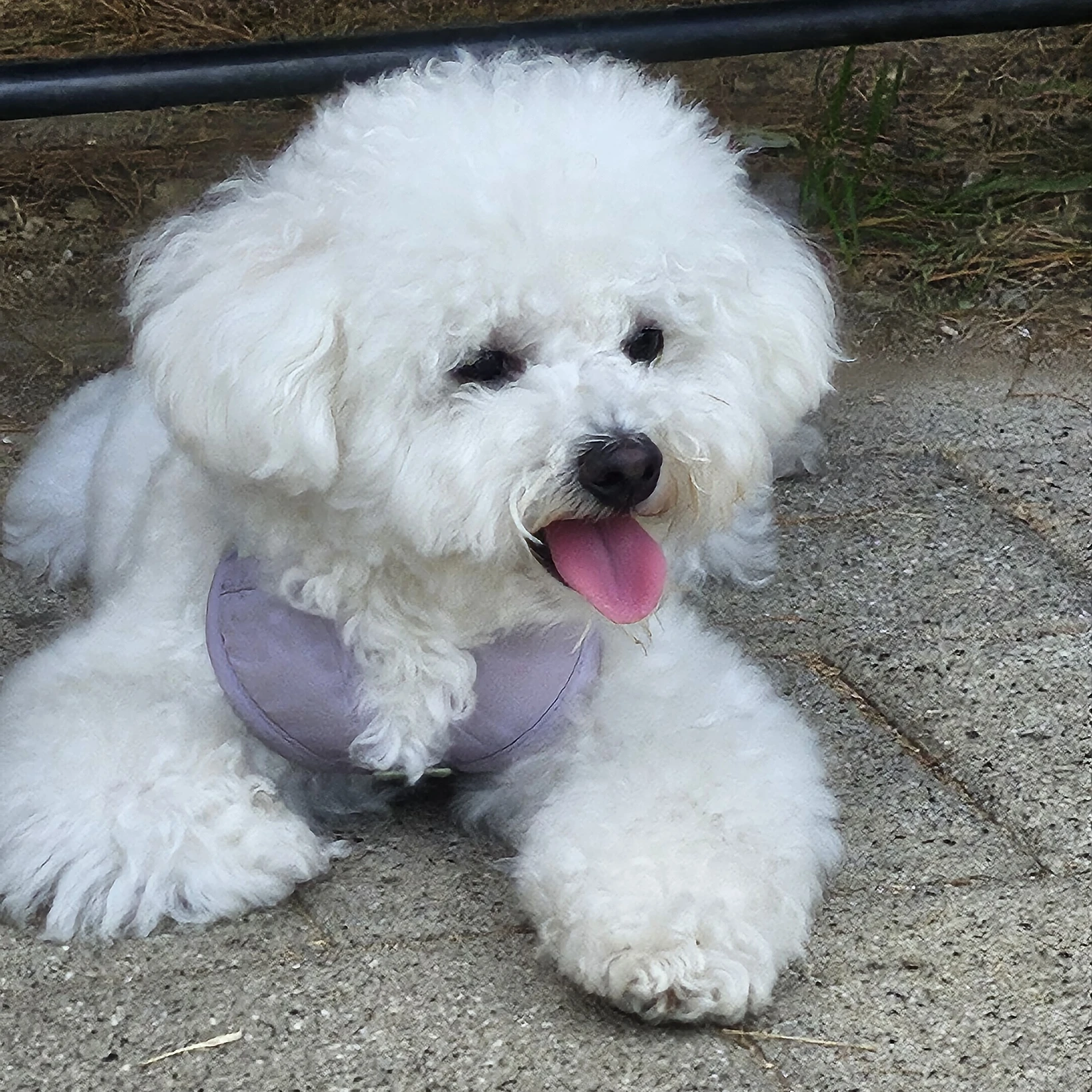 꼼데,가르송(키 반려견)1살 생파^^