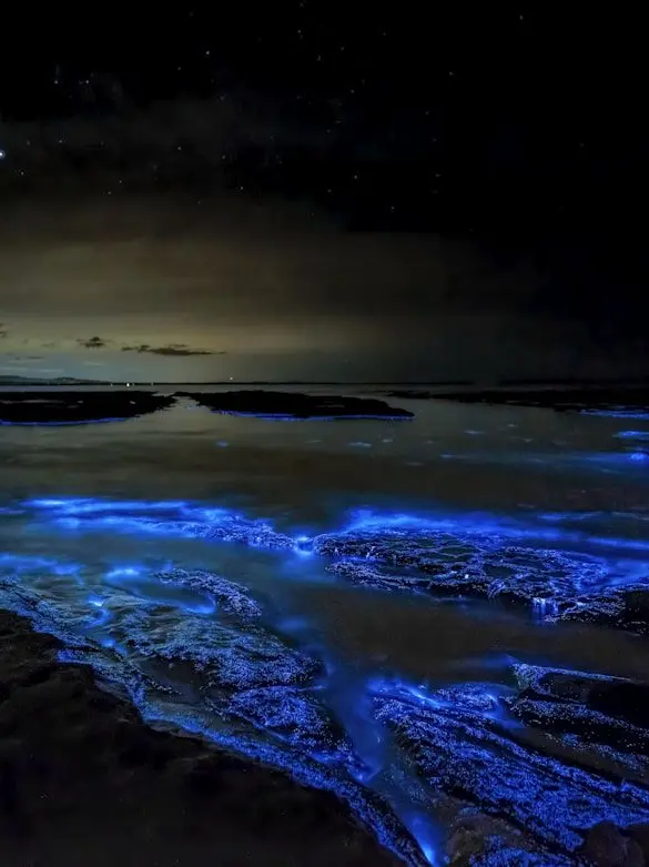 wowomg의 [ 일장춘몽  一場春夢 ]