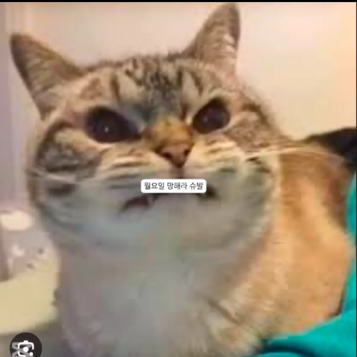 WryWire9416의 월요일이 싫은 고양이