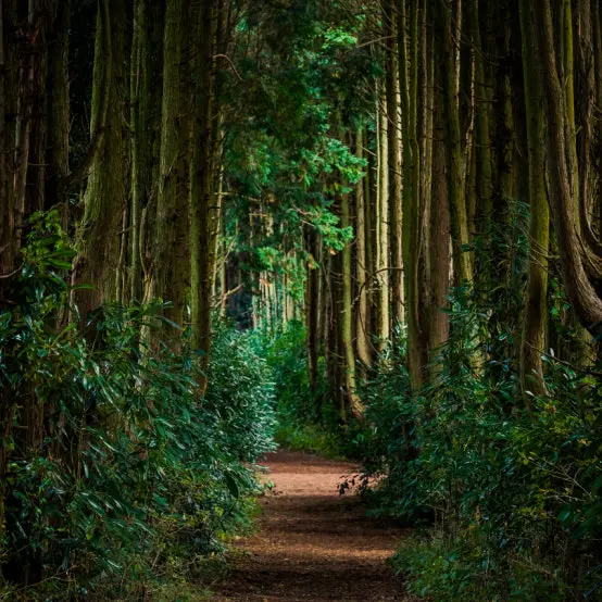 thewayout의 숲속의 담