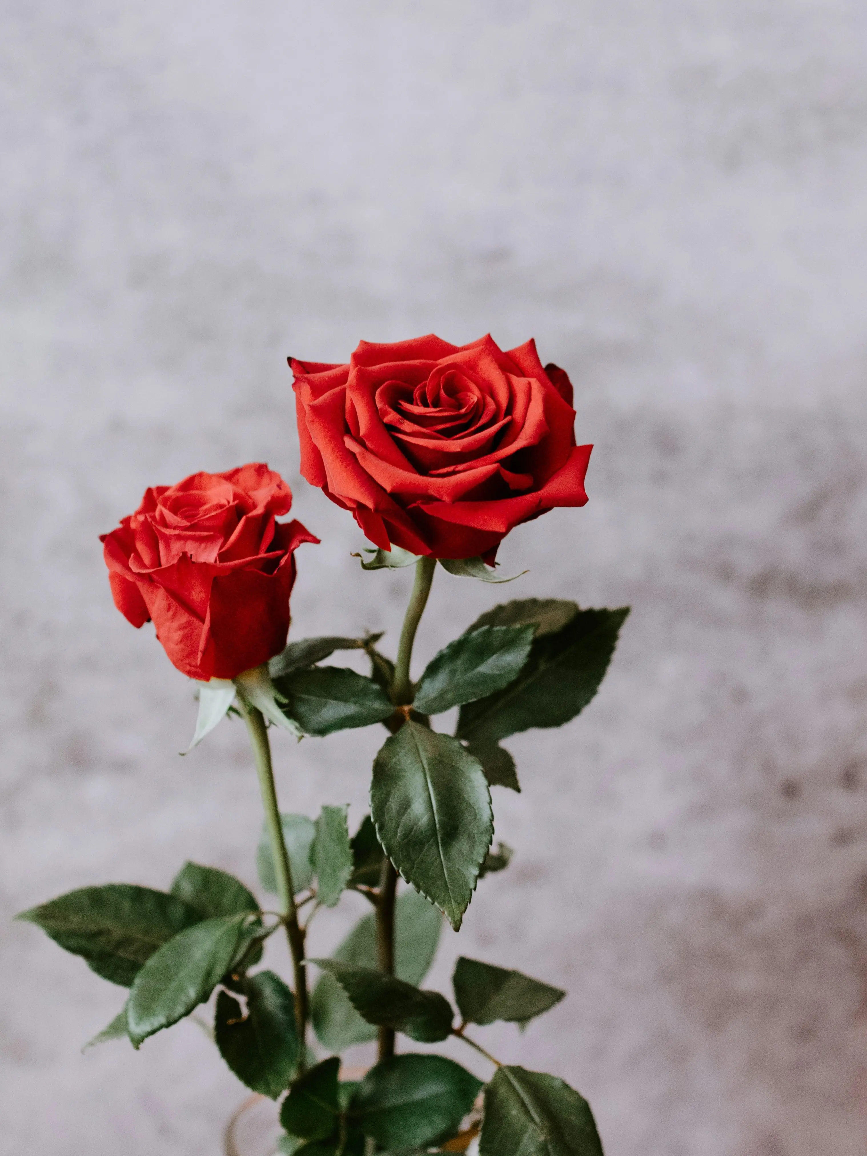 jk7의 🔮 건물 사이에 피어난 장미