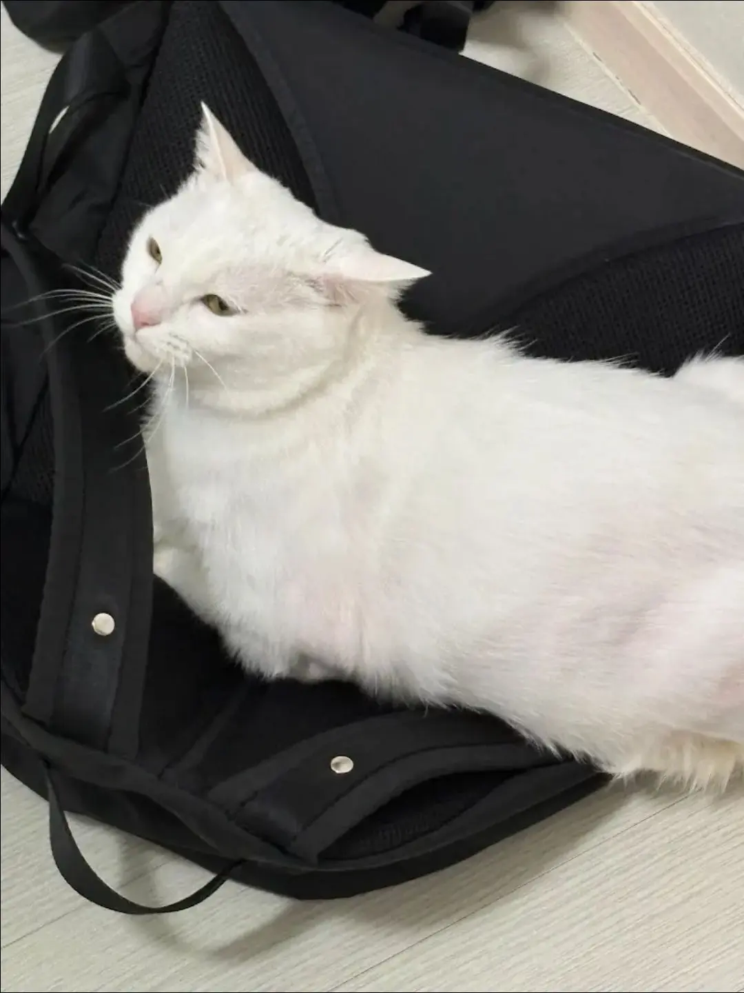 RancidTetra1131의 계급의 세계