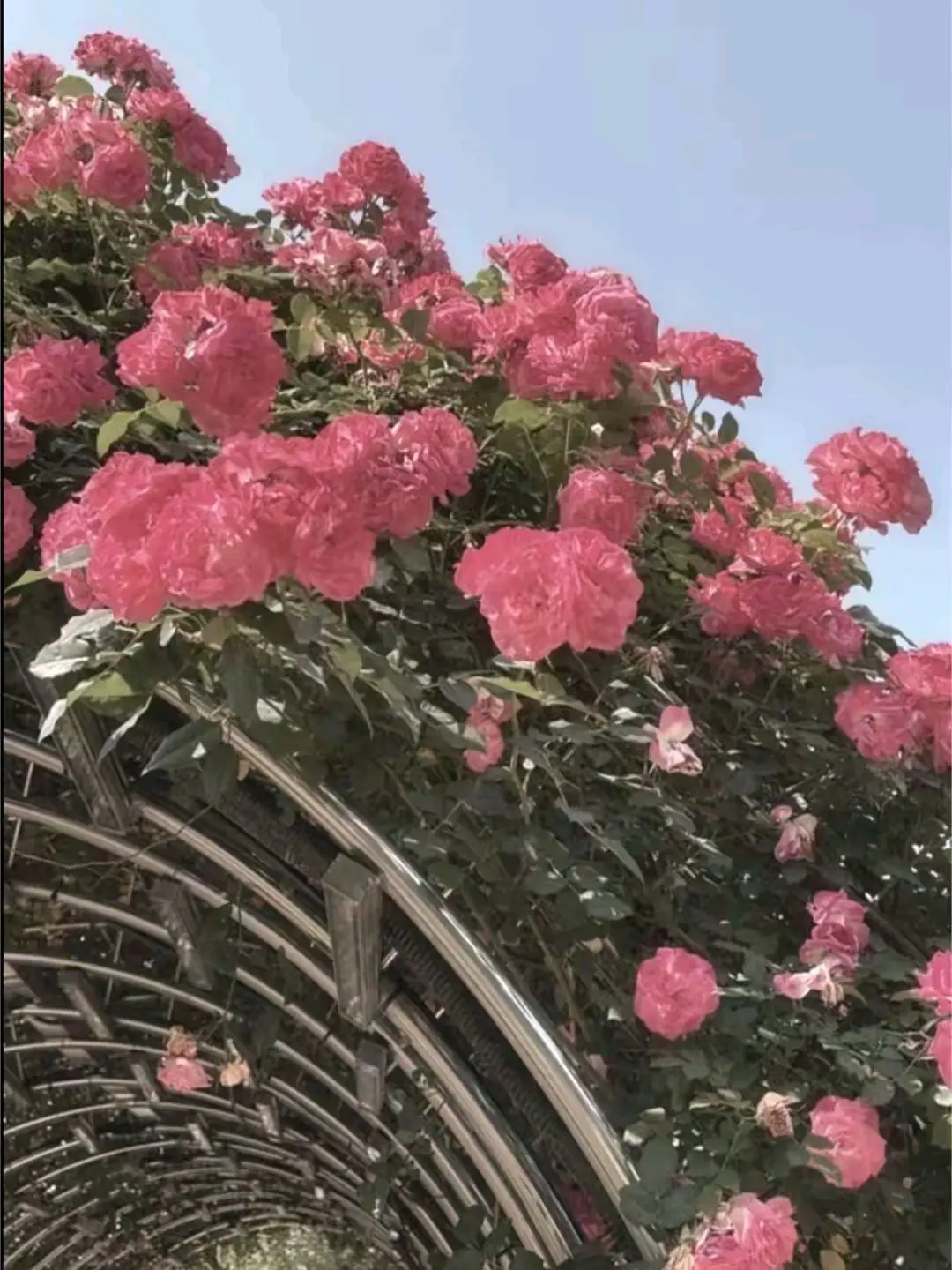 RegalCake5569의 힐키리킬킬히리킬킬킬히히리릴킬