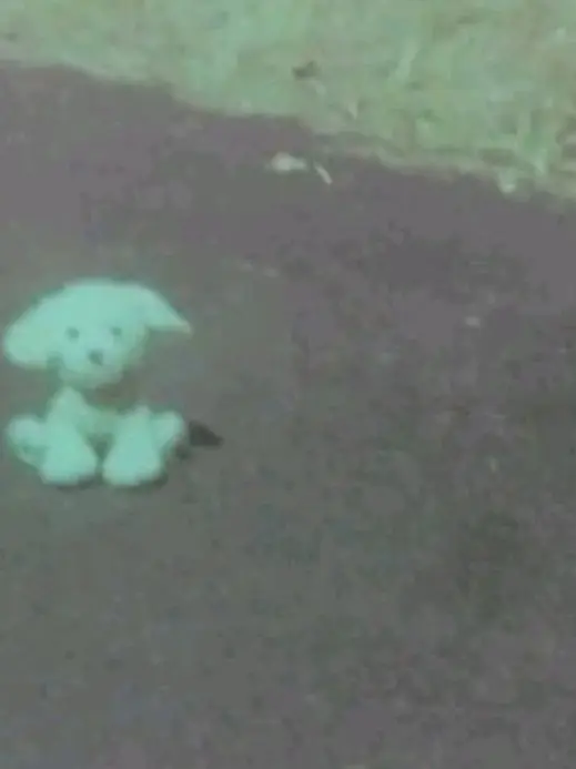 Dxy_ng10의 버려진 강아지 같은 새끼.