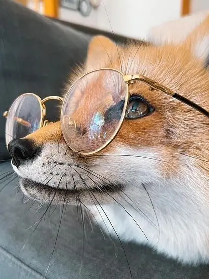 yyu0627의 여우 요괴 ㄱㅈㄱ