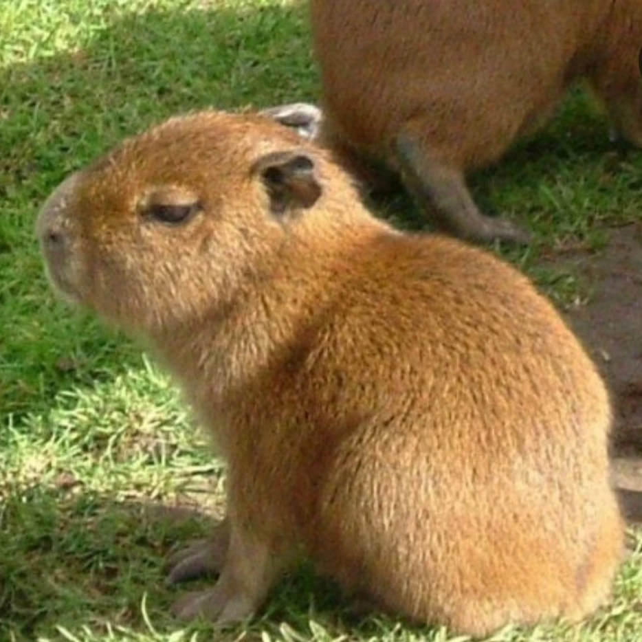 카피바라 키우기
