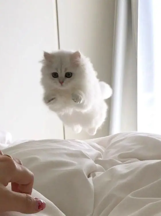 non_biriKM3의 推しの飼い猫