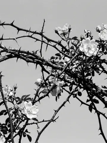 Brain_opium_poppy의 Dongin Hagacho