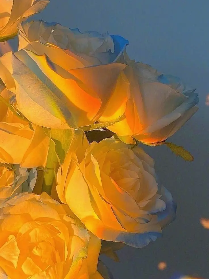 Hayuxn의 코마 & 쪼만