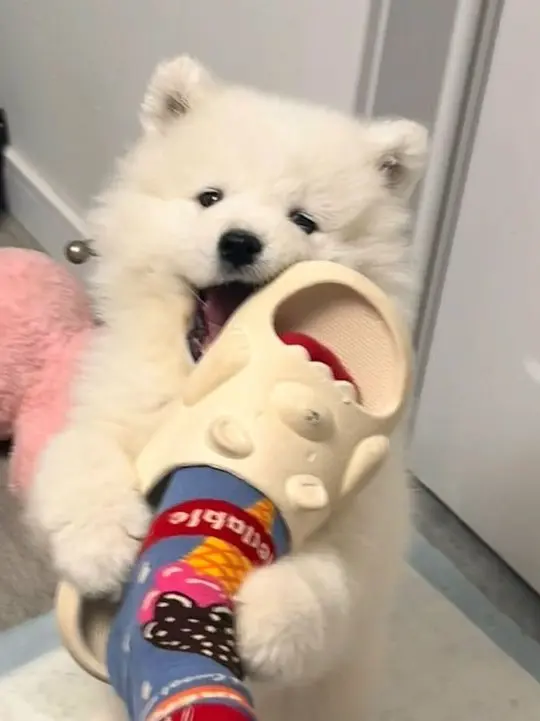 Ping_ping의 “엮이면 피곤해지는 그 애들”