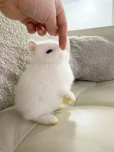 Bunnylover의 길가다 토끼를 주웠다.