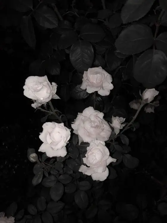 PoeticHoop4558의 奪え