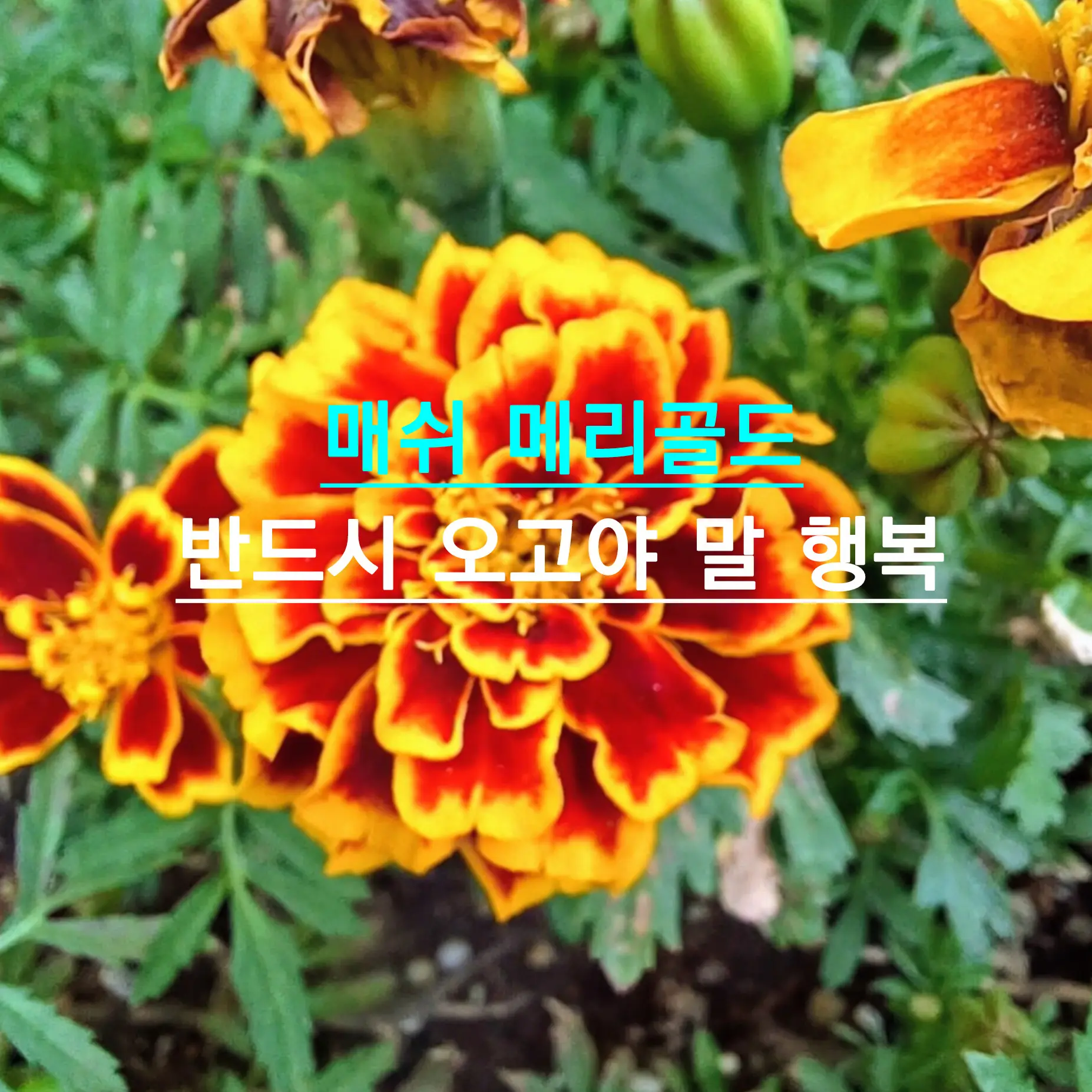 Toyouwhoneedcomfort의 매쉬 메리골드-반드시 오고야 말 행복