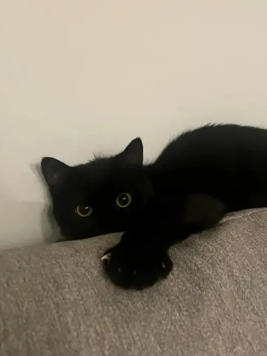 WickedLake9361의 拾った猫、実はイケメンでした