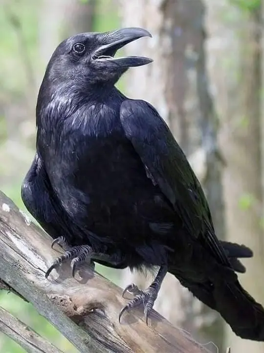 NicePress6468의 カラスにならないか？
