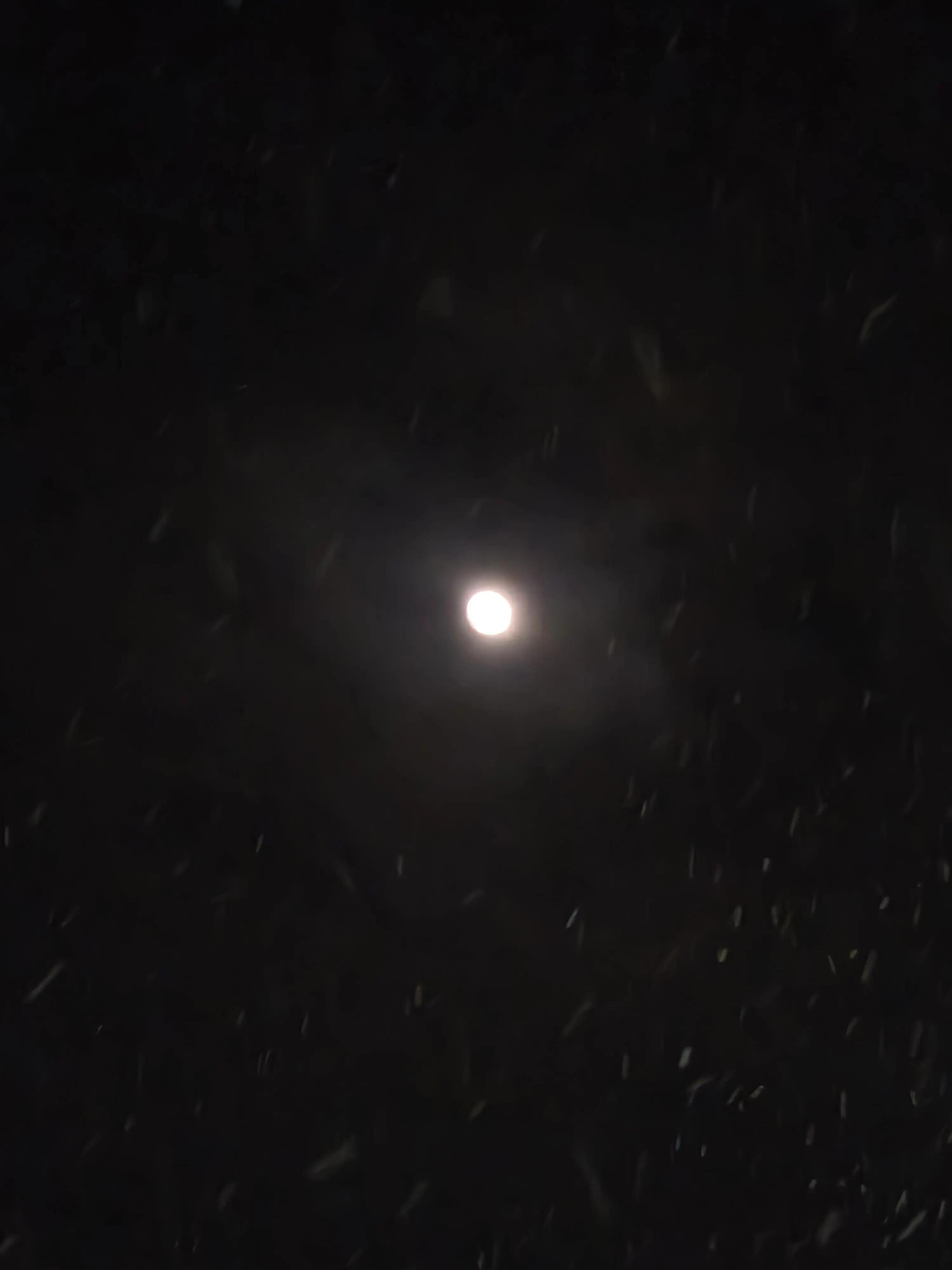 SilverSlide3447의 F6보넥도 무리