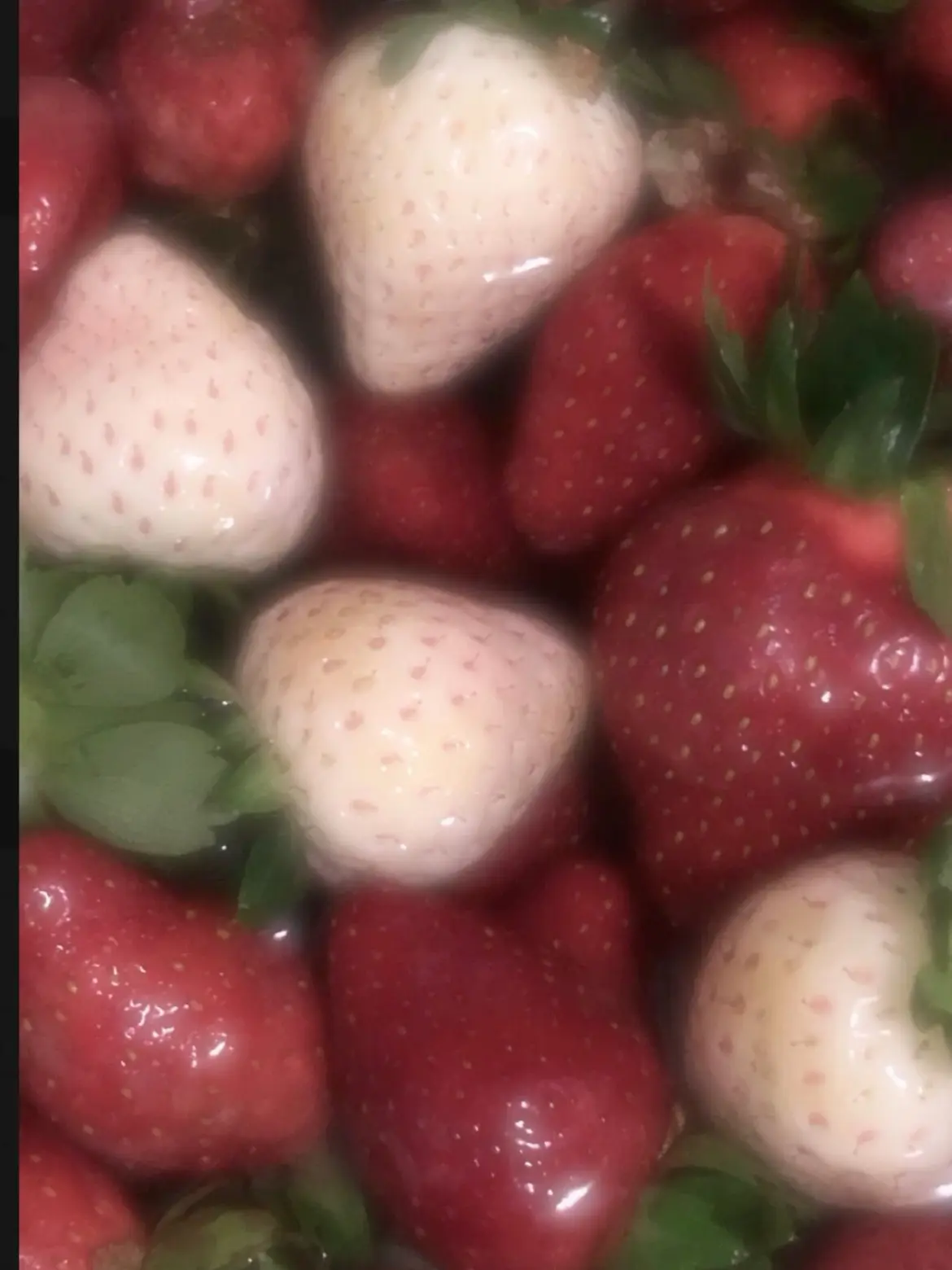 FeeblePress3121의 インキュバスが3匹🐈‍⬛🐶🐧