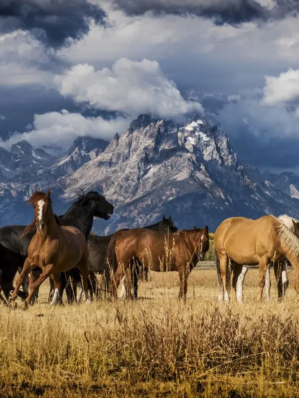ZachCoburn의 Horse life