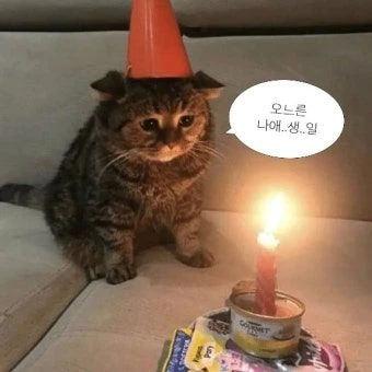 내 생일인데 주들이 까먹음….