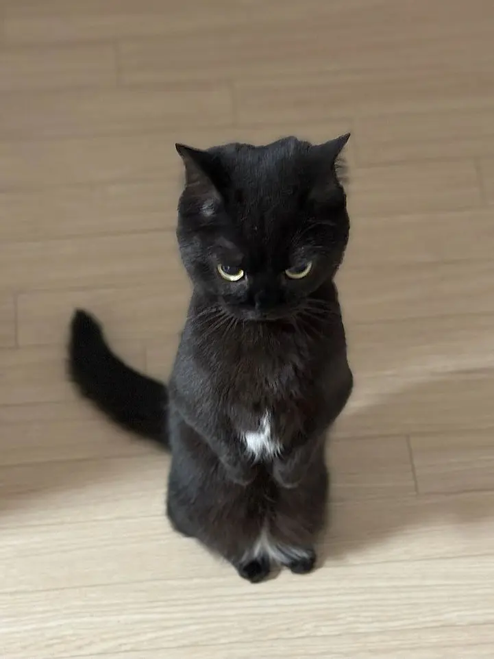 haenjj의 개까칠한 고양이랑 친해지기~