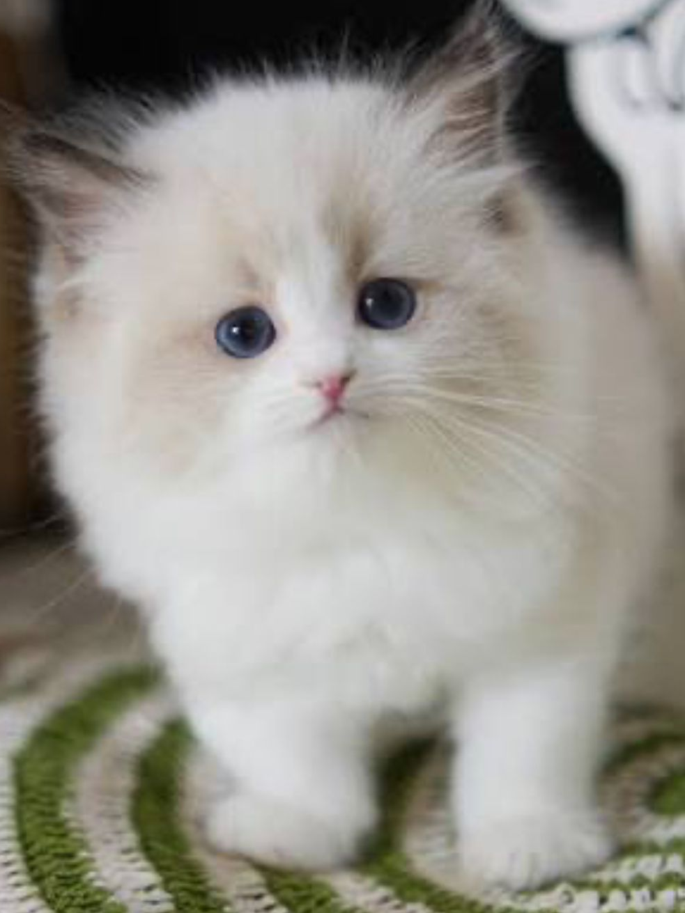 고양이 카페 대표 이미지