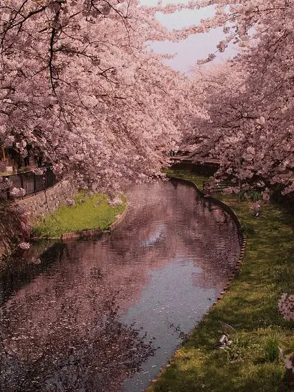 OpaqueTrail7985의 벚나무.