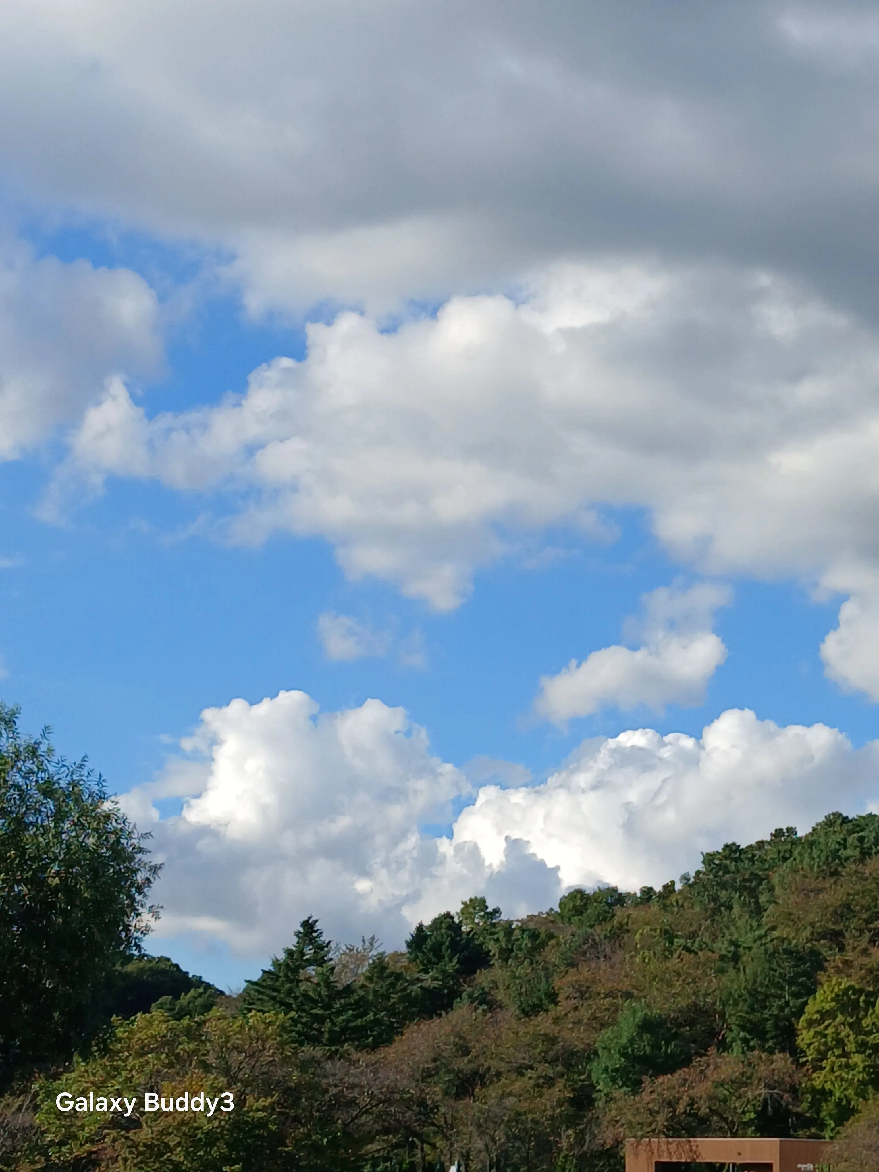 RuralShelf3767의 고양이전사들 내 스토리