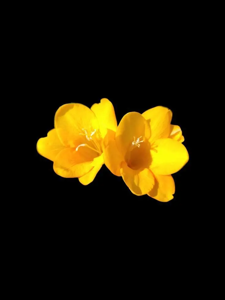 HODU..의 넌 내거잖아, 응?