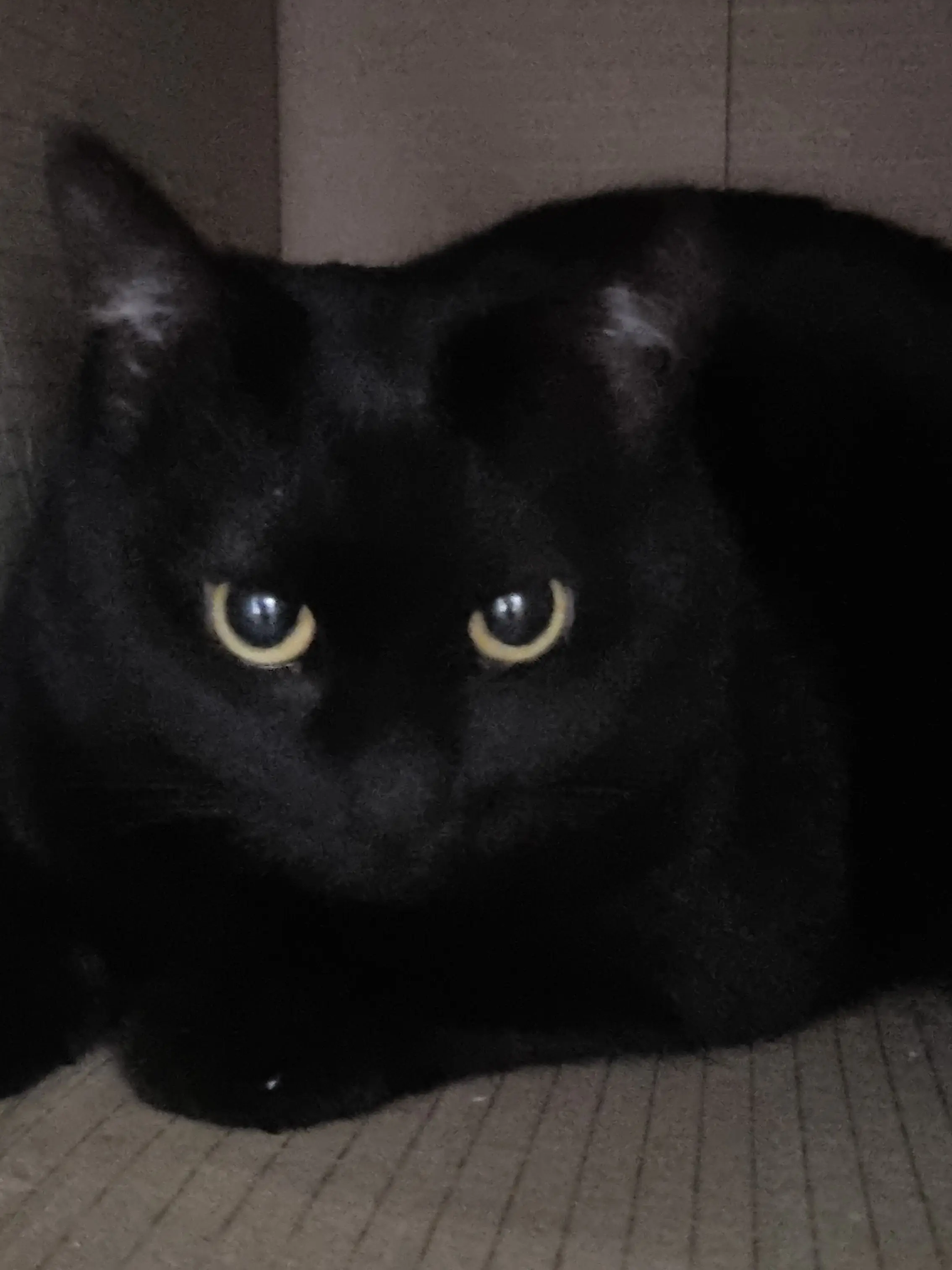 SuppleChili0386의 팀샐과동거[+여우!!]