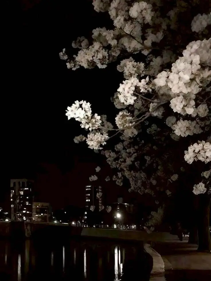 Mt_000의 抑制剤 .