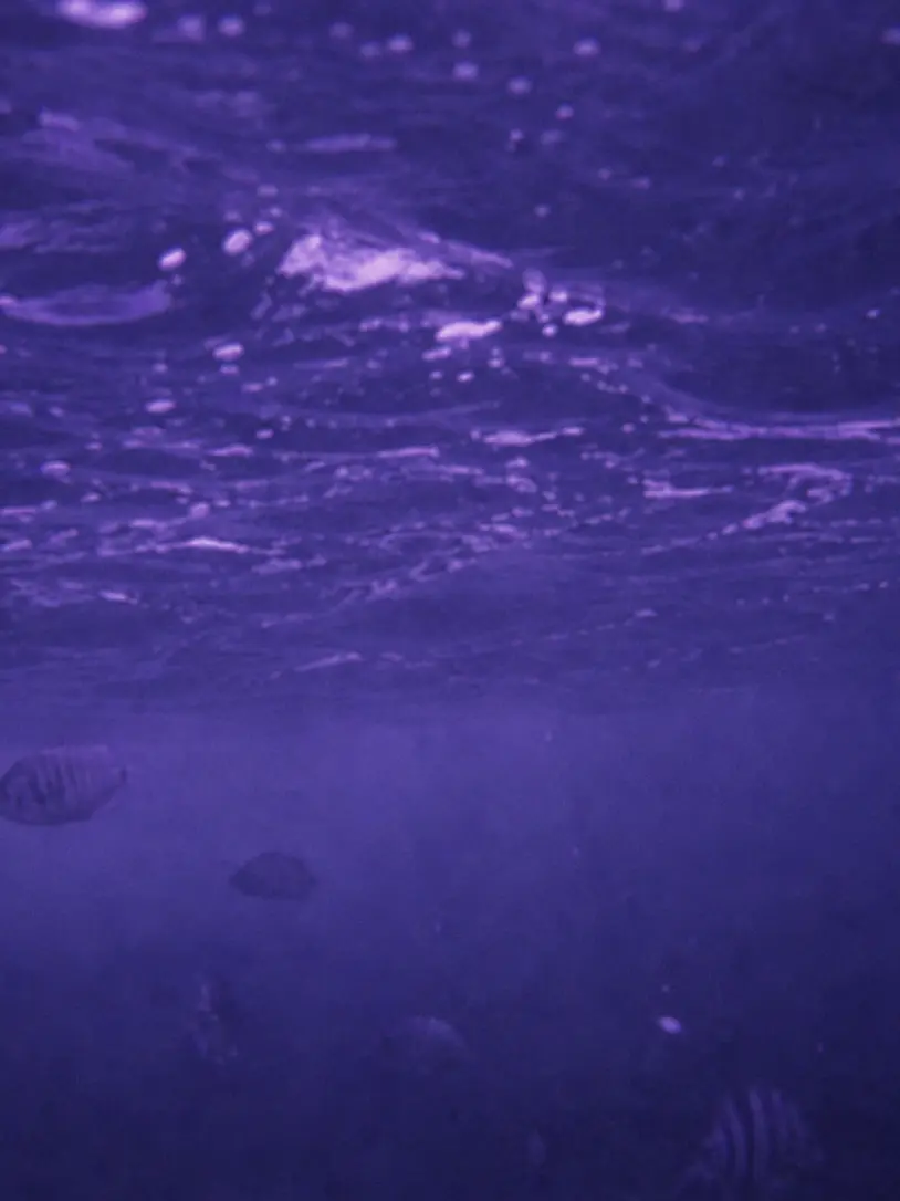 AcidicCry5463의 Manta ray