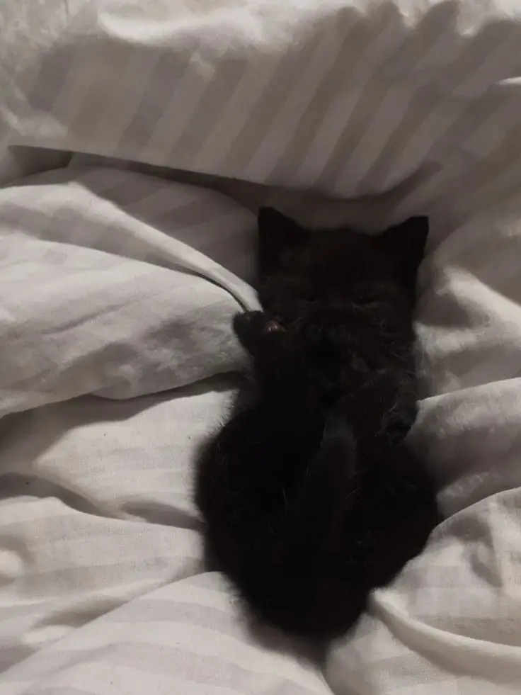 xoo._sio12의 까칠한 고양이