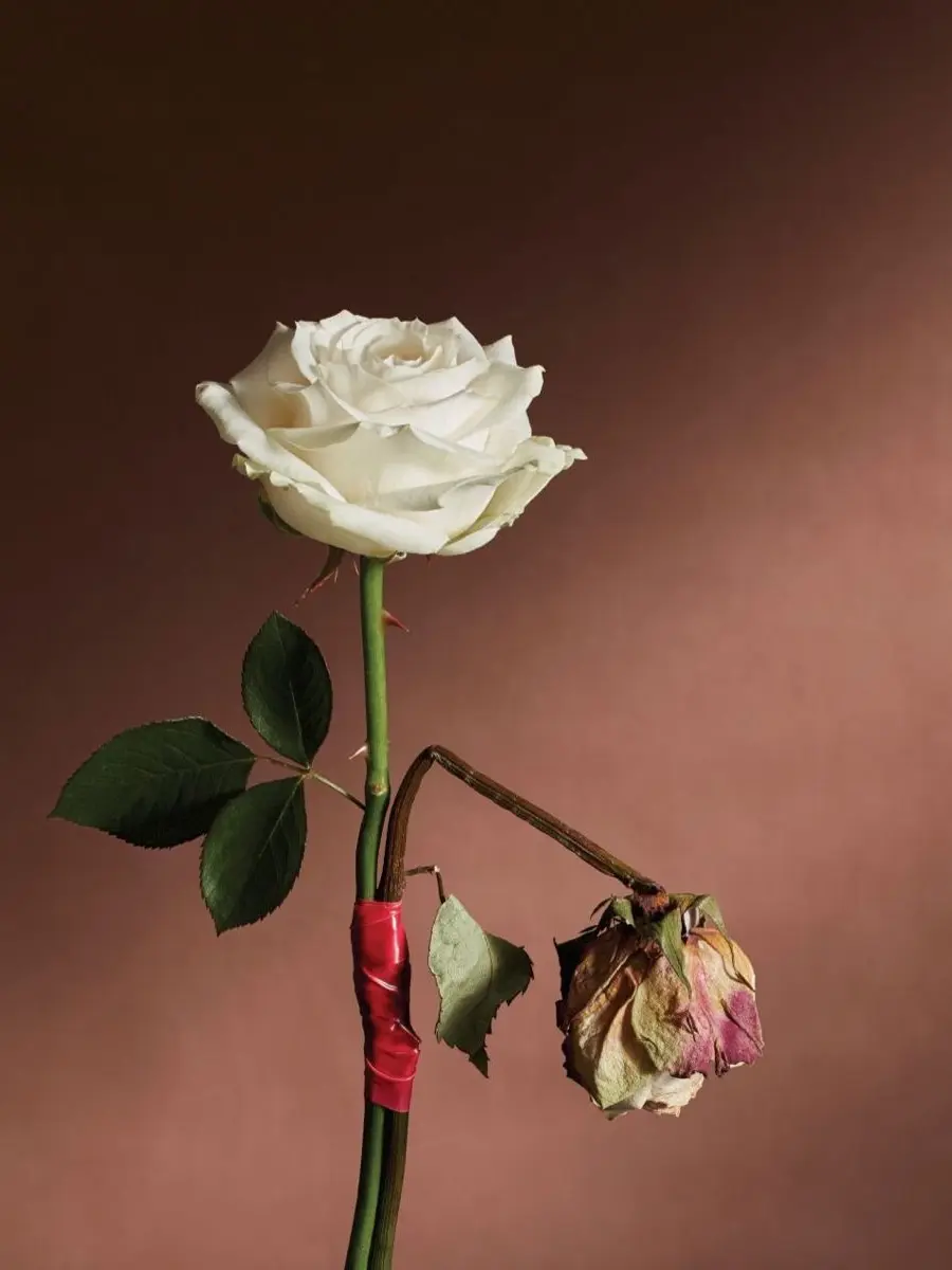 NNvvid의 무너지는 꽃