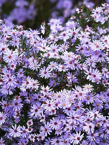 basilisk0603의 大学生パロ─星導ショウ編─