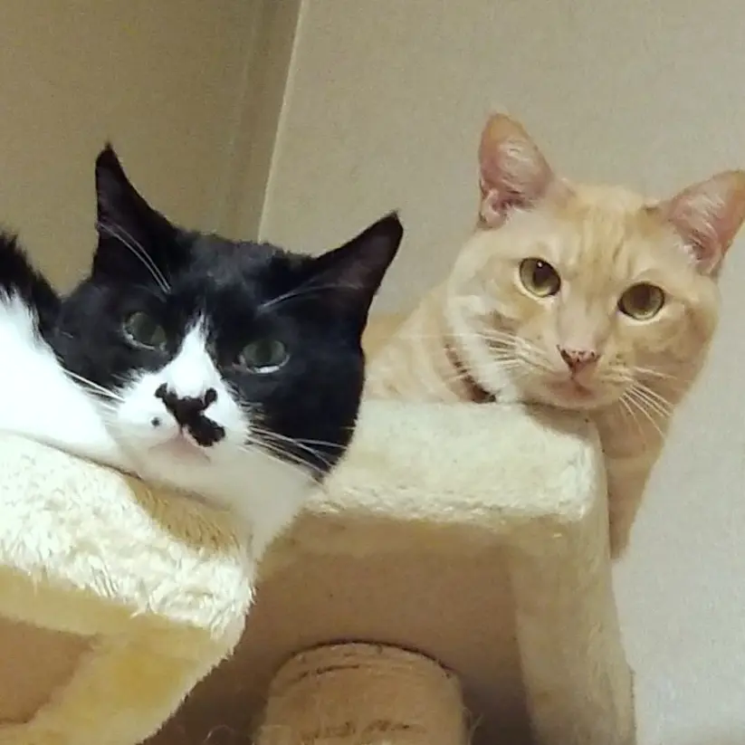 FugaTenku의 【本物志向】猫兄弟