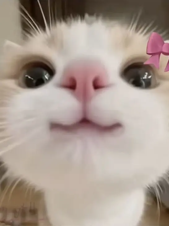 Vienna_nyaha의 아무거나 하긔