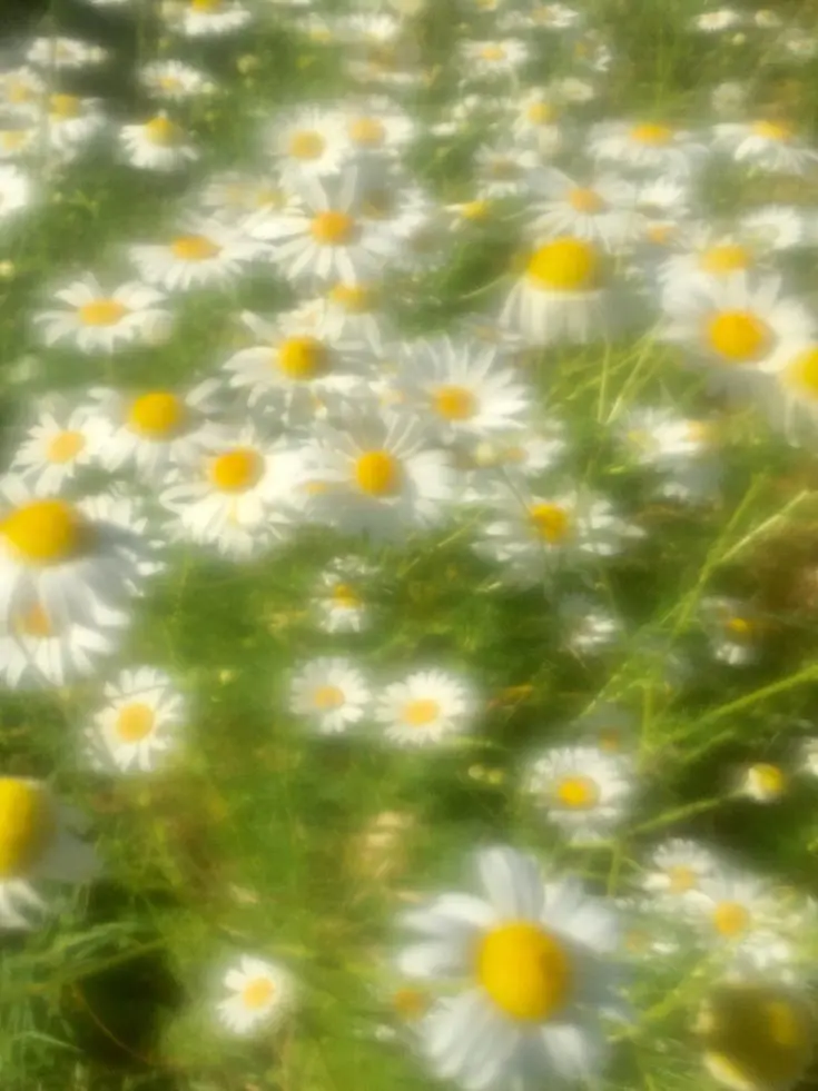Mau.0_0zzz의 Garden Verse .⿻*.